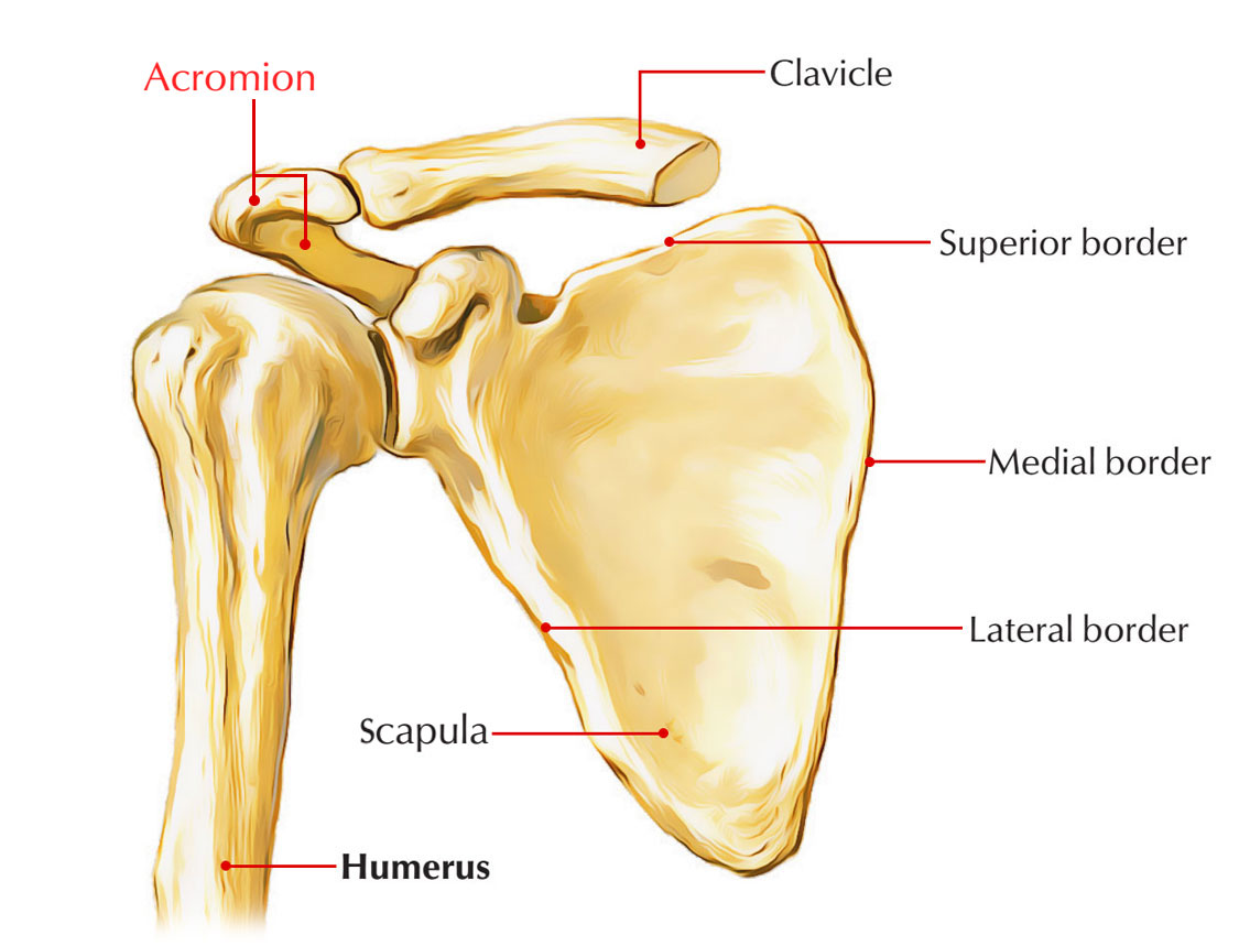 <p>the bony point at the lateral end of the scapular spine, forming the tip of the shoulder </p>