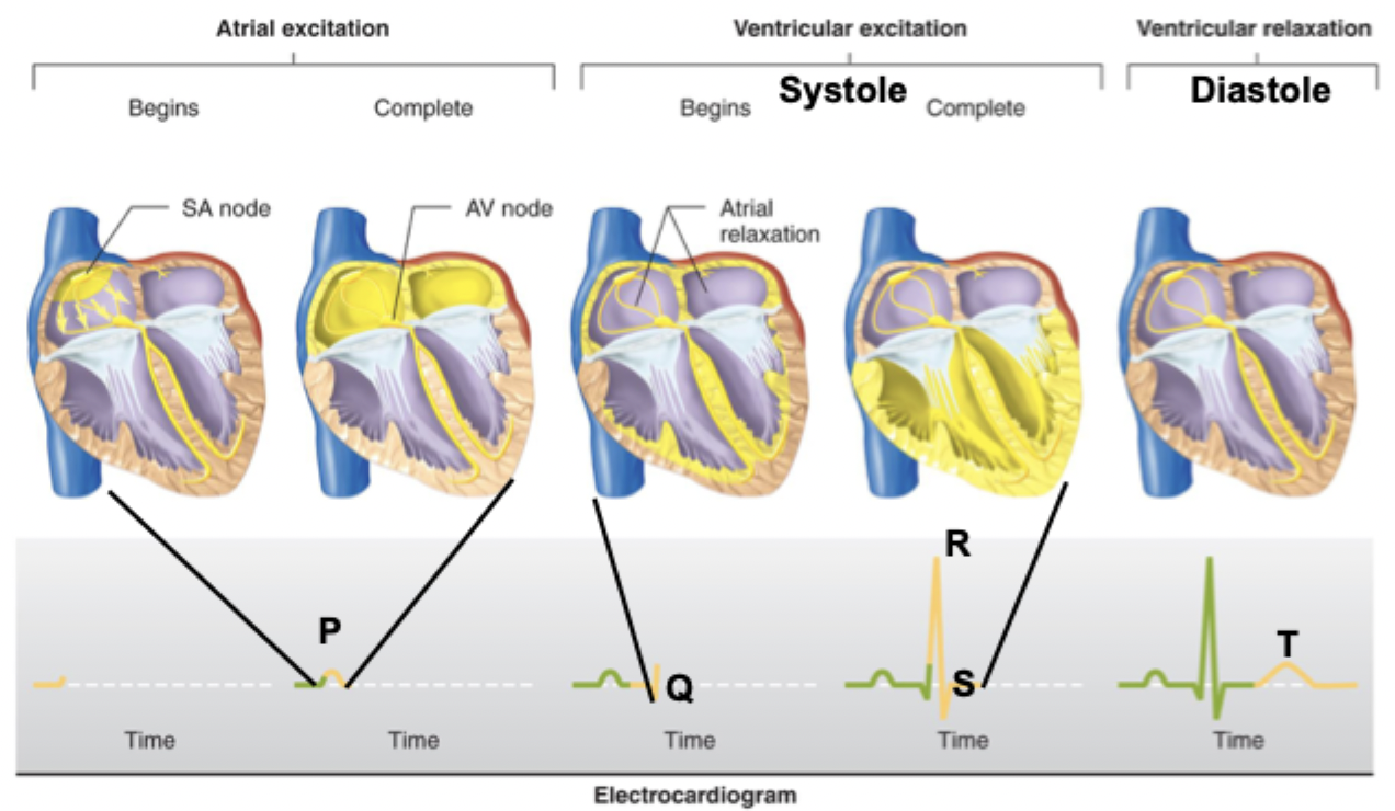 <p>P wave - atrial depolarization of both SA and AV nodes</p><ul><li><p>AV node is too small, is a flat line after P wave</p></li></ul><p>QRS - ventricular depolarization/<strong>systole</strong></p><ul><li><p>Atrial repolarization still occurs, isn’t shown</p></li><li><p>Q - septum, R - ventricular mass, S - base</p></li></ul><p>T wave - ventricular repolarization/<strong>diastole</strong></p><p></p>