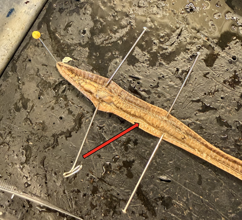 <p>What is this Structure? What is the Function?</p>