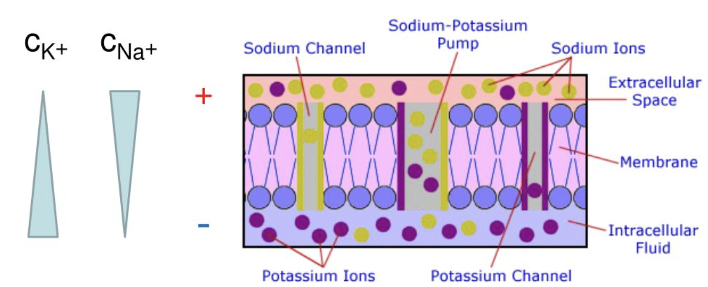 <p><span style="background-color: transparent; font-family: "Times New Roman", serif;"><strong>1. Sodium-potassium pump</strong></span></p><p><span style="background-color: transparent; font-family: "Times New Roman", serif;"><strong>2. Potassium leak channels</strong></span></p><p><span style="background-color: transparent; font-family: "Times New Roman", serif;"><strong>3. Trapped negative ions</strong></span></p>