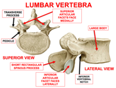 <p>- 5 vertebrae</p><p>- support weight of torso</p><p>- vertebral bodies are quite large</p><p>- spinous process point posteriorly</p>