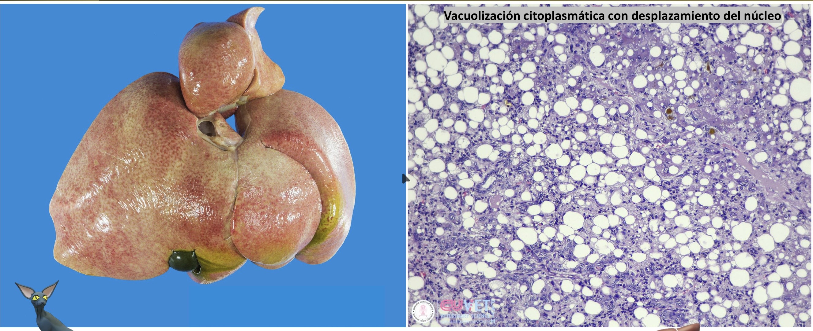 <p>Patogenia </p>