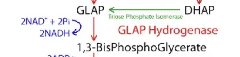 <p>Glyceraldehyde-3-phosphate (GLAP/GAP) ---> 1,3-Bisphosphoglycerate (1,3-BPG). Enzyme: Glyceraldehyde-3-Phosphate Dehydrogenase (GAPDH). Cofactor: NAD+ + Pi -> NADH + H+. Importance: Oxidation &amp; NADH yield step. The only step in glycolysis that generates reduced NADH coenzymes for the electron transport chain.</p>