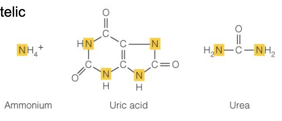 <ul><li><p>ammonia</p><ul><li><p>ammoniotelic </p></li><li><p>least energy, need lots of water to wash it out</p></li><li><p>in fish</p></li></ul></li><li><p>urea</p><ul><li><p>ureotelic</p></li><li><p>more energy to assemble bonds, less toxic, middle ground</p></li><li><p>in mammals</p></li></ul></li><li><p>uric acid</p><ul><li><p>uricotelic</p></li><li><p>more energy to assemble bonds, less toxic, gets rid of the most nitrogen</p></li><li><p>in birds</p></li></ul></li></ul><p></p>
