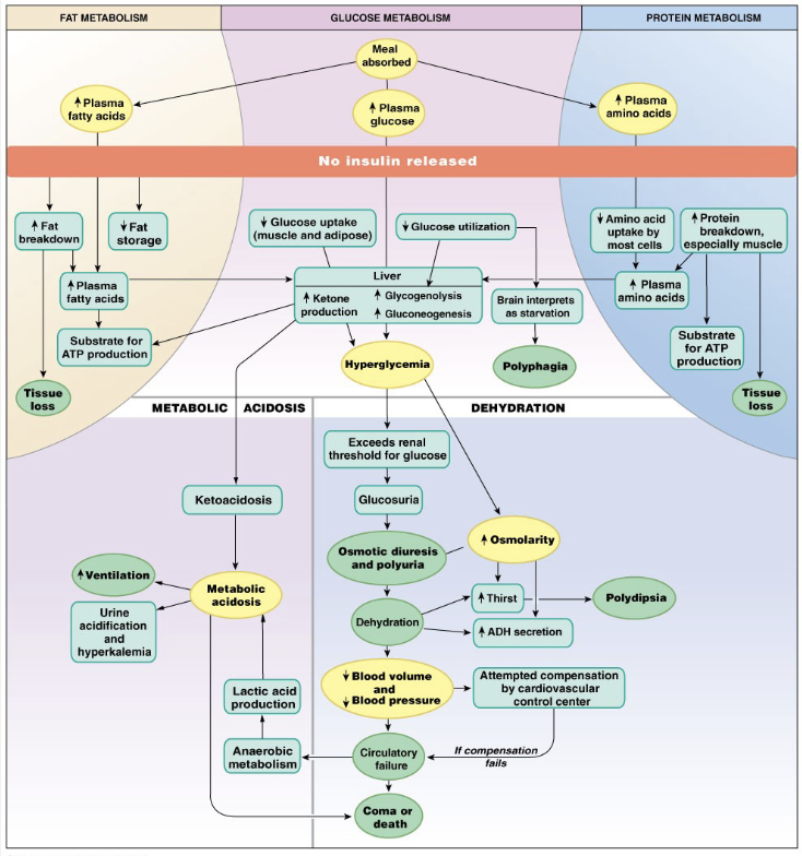 <ul><li><p>not enough insulin production</p></li><li><p><strong>polyphagia</strong>: always hungry bc no stimulus going to satiety center</p></li><li><p><strong>polyuria</strong>: frequent urination → glucose pulls water out of urine, increasing blood osmolarity</p></li><li><p><strong>polydipsia</strong>: always thirsty → increasing blood osmolarity bc increased blood sugar and decreased volume due to frequent urination.</p></li><li><p>decreased blood pressure and blood volume causes decreased circulation = coma or death</p></li></ul><p></p>