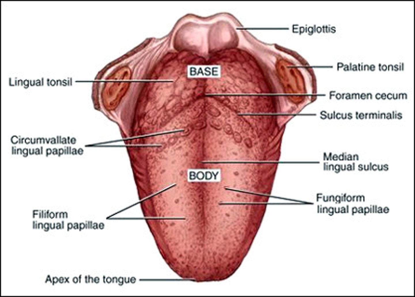 <p>knoblike projections on apical tongue surface</p>