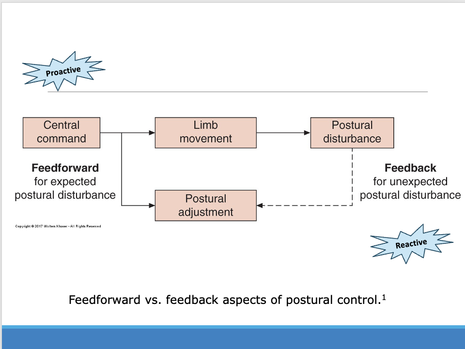 <p>_________</p><p><span>Don’t forget about the feedforward part – anticipatory part (occurs in advance but can also occur in conjunction with feedback)</span></p><p style="text-align: left;"><span>If its feedback unexpectedly its reactive (when something changes)</span></p><p style="text-align: left;"><span>If its feedback with ___ its proactive</span></p>
