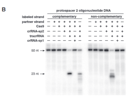 <p>explain fig 1B jinik</p>