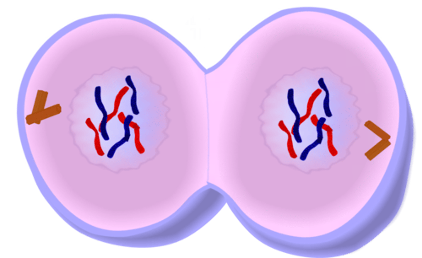 <p>chromosomes gather on each side of the now separating cell</p>