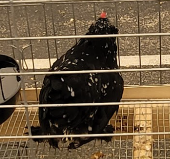 <p>What type of pullet is this?</p>