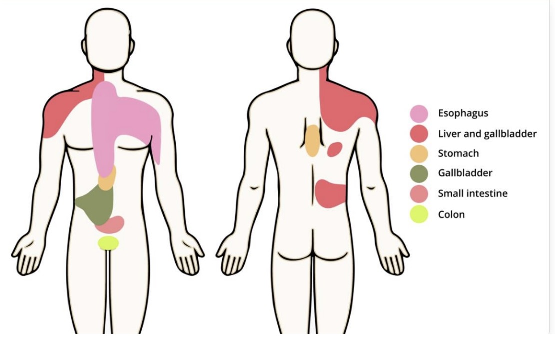 <ul><li><p>difficulty or painful swallowing</p></li><li><p>indigestion/heartburn</p></li><li><p>excessive burping or passing of gas</p></li><li><p>change in appetite or food intolerance</p></li><li><p>nausea/vomiting</p></li><li><p>abdominal pain/distention</p></li><li><p>change in skin color</p></li><li><p>skin changes like rash or itching</p></li><li><p>change in urine color</p></li><li><p>consitpation or diarrhea</p></li><li><p>change in bowel habits</p></li><li><p>change in stool color</p></li><li><p>rectal bleeding or pain with defecation</p></li><li><p>history of GI disorders</p></li></ul><p></p>
