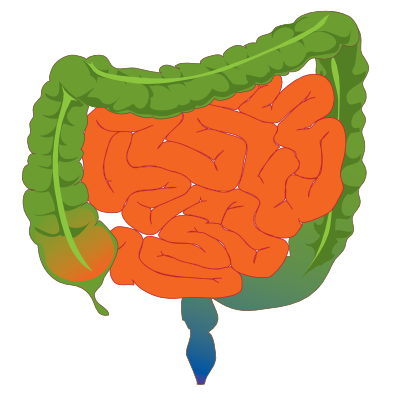 <p><span style="color: red;">intestine (n) </span></p>