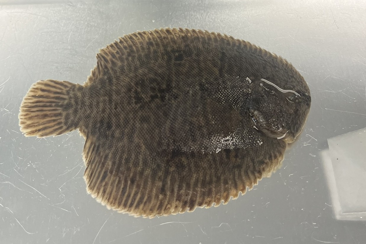 <p>Family Achiridae (American soles) - <em>Trinectes maculatus</em></p>