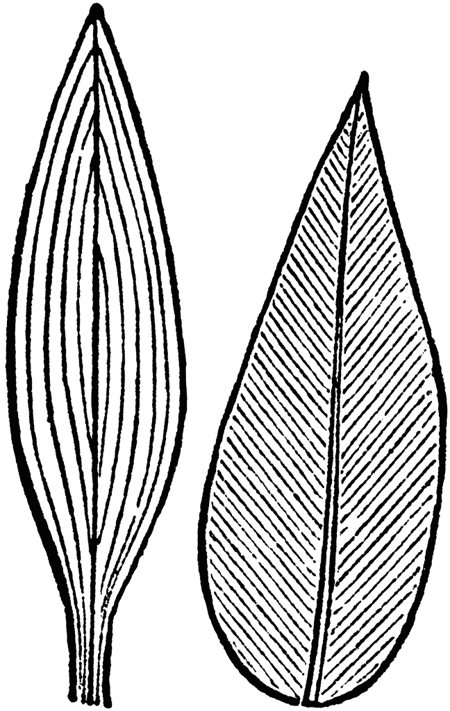 <ul><li><p>all veins going one direction</p></li><li><p>monocots</p></li></ul><p></p>