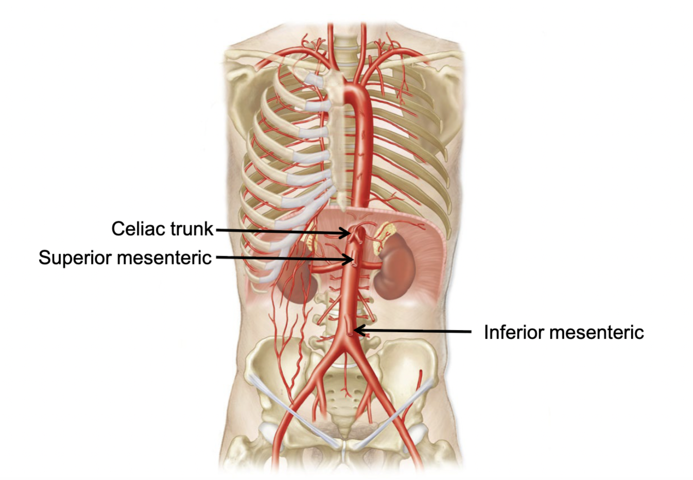 <p>Unpaired Digestive Branches</p>