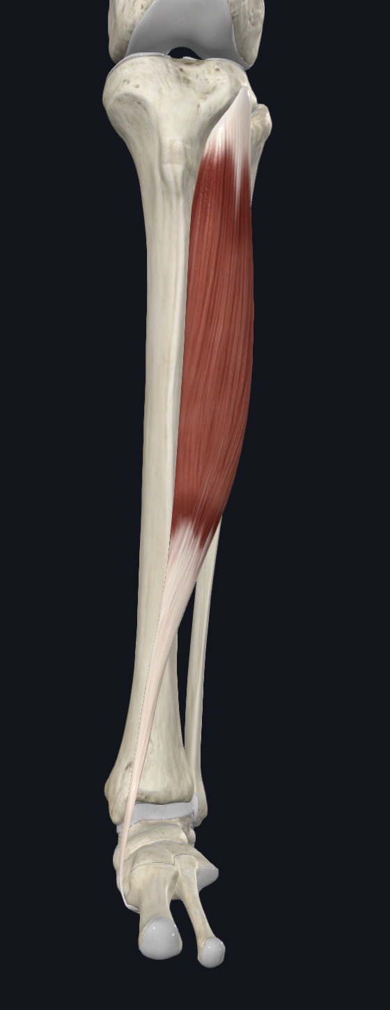 <p>Tibialis anterior Action</p>