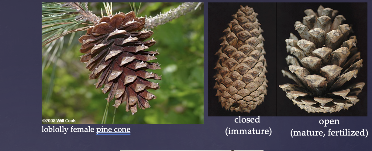 <p>The much bigger of the two cone reproductive structures</p><p>Female, ovulate cones</p>
