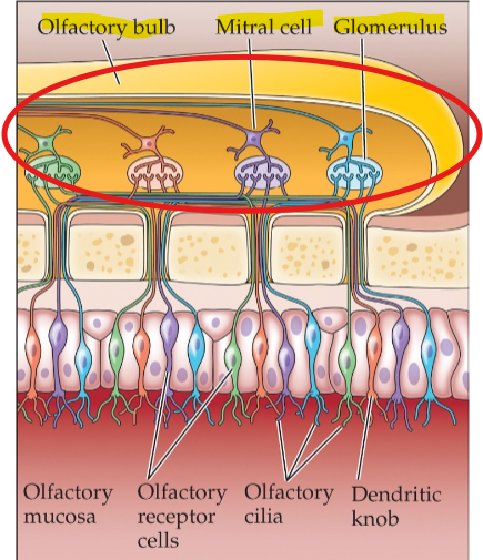 <p>Several glomeruli that pass information from similar types of OSNs to mitra cells</p>
