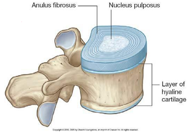 <ul><li><p>Annulus fibrosus</p></li><li><p>Nucleus pulposus</p></li></ul><p></p>