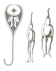<p>Organisms develop from the fertilized egg, which contains a complete miniature adult (homunculus).</p>