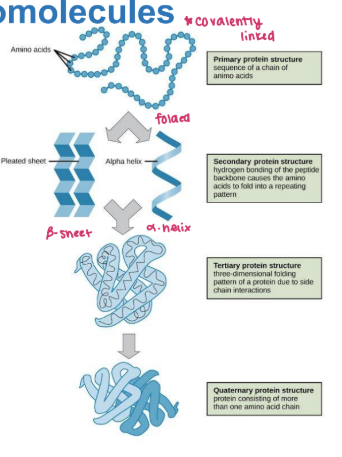 <p><strong><u>Protein Macromolecules </u></strong></p><ul><li><p>__________ - long polymers of <span style="color: green;"><strong>amino acids </strong></span></p><ul><li><p>Can function as <strong>enzymes</strong>, structural elements, signal receptors, transporters </p></li><li><p><span style="color: green;"><strong><mark data-color="green" style="background-color: green; color: inherit;">Covalently linked</mark></strong></span>, can fold to secondary structure to form a B-sheet or a- helix </p></li></ul></li></ul><p></p>
