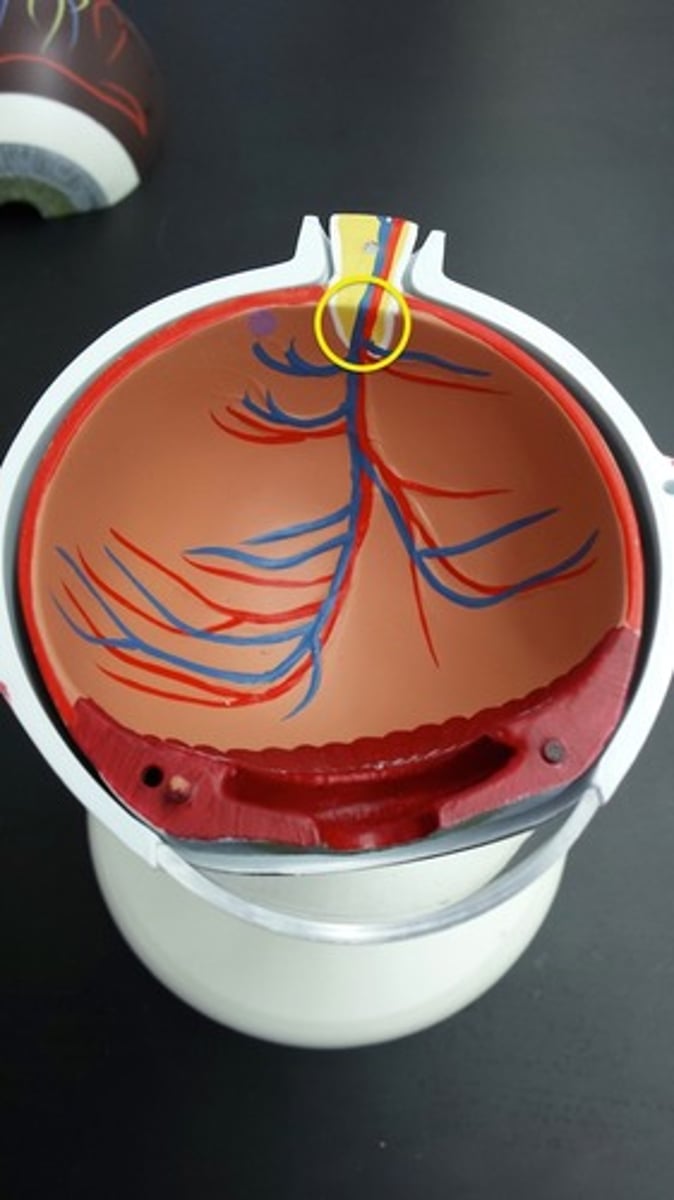 <p>What region of the eye is this?</p>