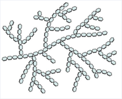 <p>Highly branched molecule</p><p>(there are even more 1,6 glycosidic bonds than amylopectin)</p>