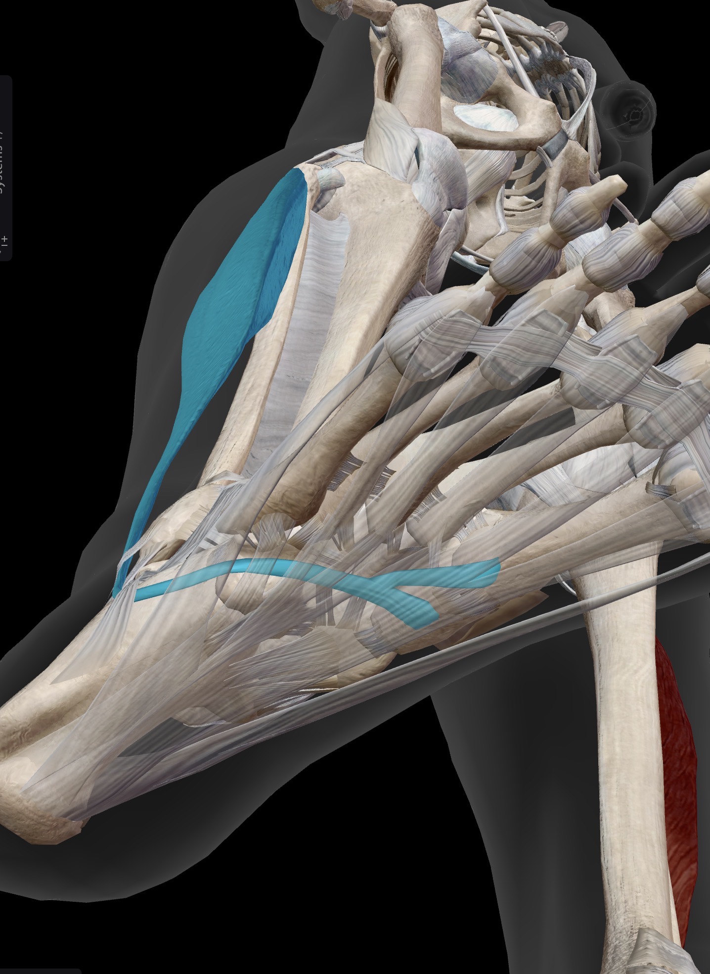 <p>Name the muscle and corresponding letter ( O = origin, I = insertion, A = actions, IN = innervation)</p><p>O</p><p>I</p><p>A</p><p>IN</p>