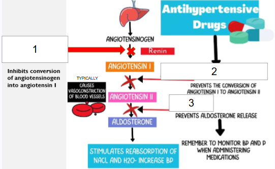 <p>Which number (#1, #2, or #3) represents the mechanism of action of direct renin inhibitors (renin)?</p>