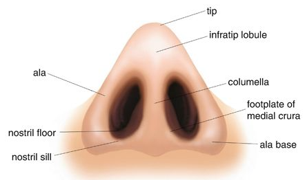<p>Nasal Sill</p>