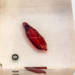 <p>Identify the Phylum &amp; name</p>