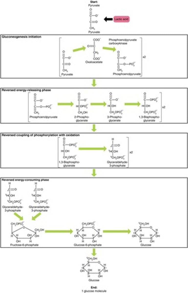 <p>The synthesis of glucose from non-carbohydrate sources, primarily occurring in the liver.</p>