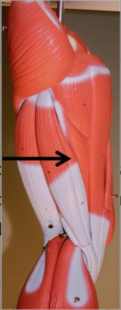 <p>origin: superolateral impression of ischial tuberosity insertion: medial condyle of tibia</p>