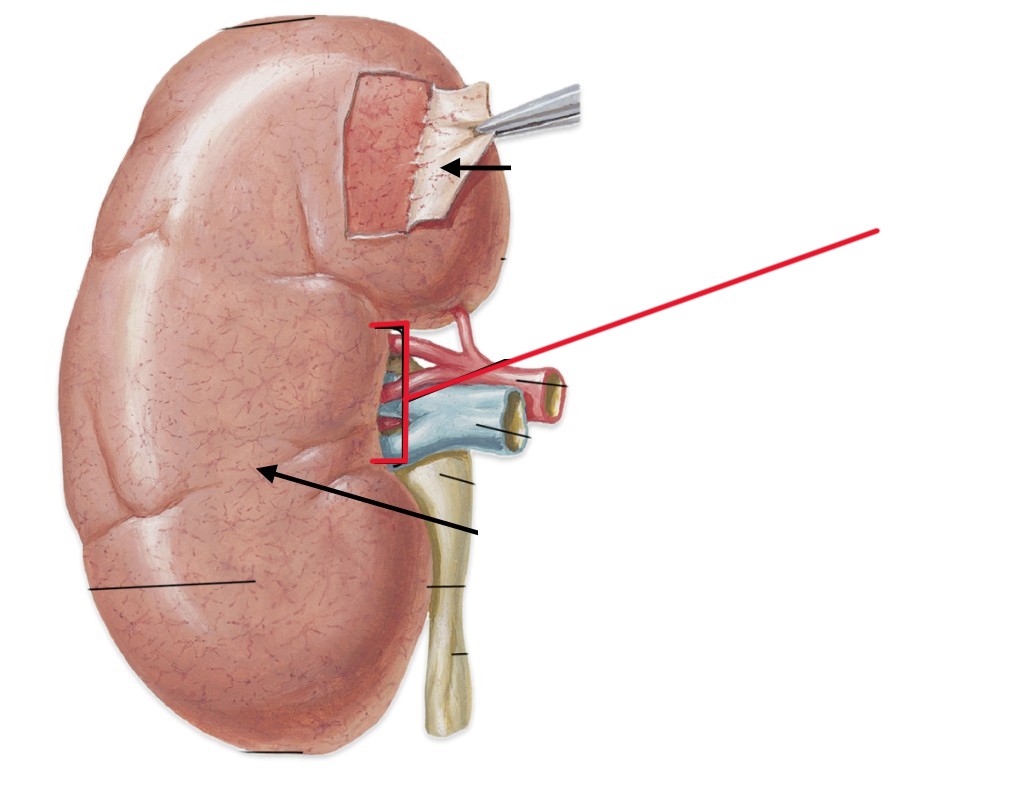 <p>Which part of the kidneys:</p><ul><li><p>Opening for artery and vein</p></li></ul><p></p>
