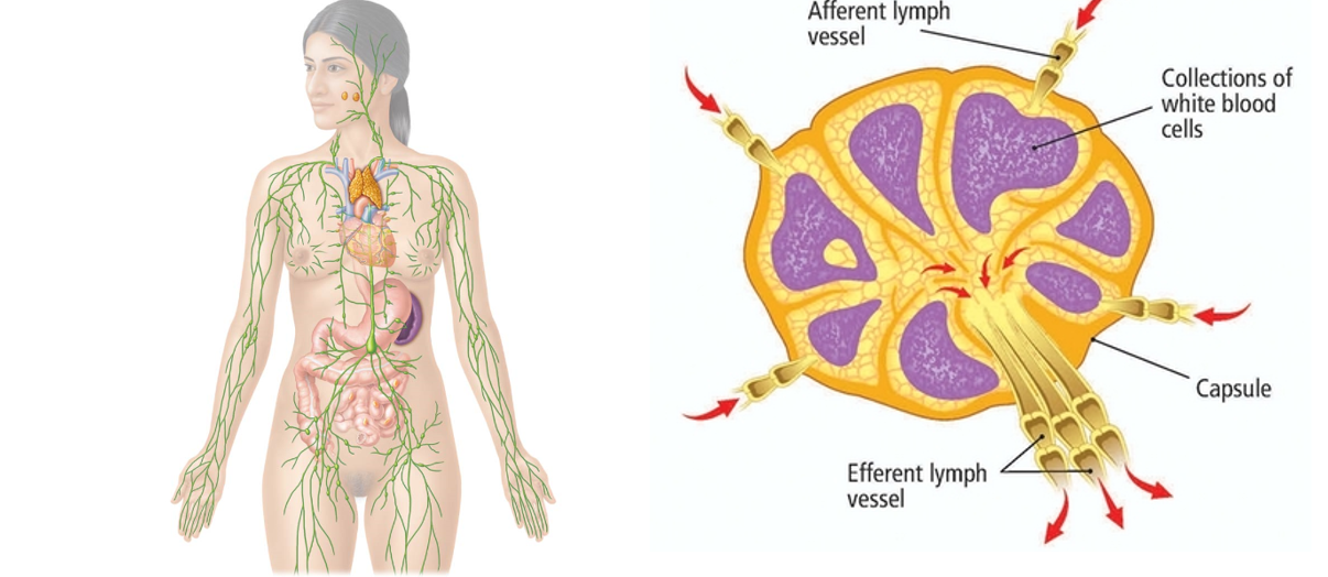 <p>The lymphatic system plays an important role in protecting the body from infection.</p><ul><li><p>Lymphoid organs filter pathogens from lymph and blood </p><ul><li><p>House several types of leukocytes</p><ul><li><p>Plays a role in their maturation</p></li></ul></li><li><p>The lymphatic system helps to create a memory of specific pathogens that the body has encountered before</p></li></ul></li></ul><p></p>