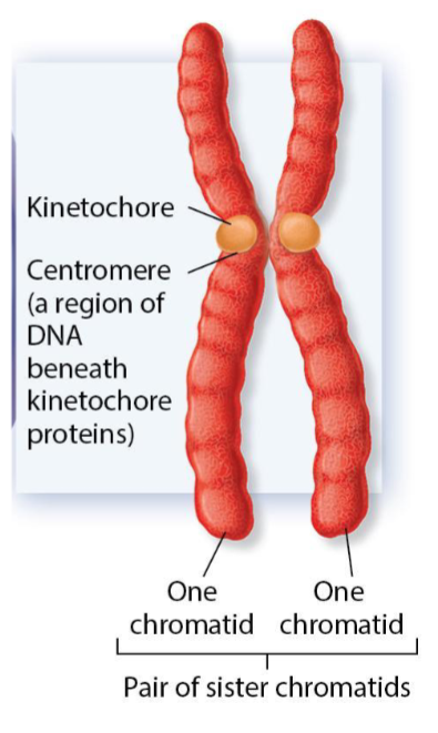 <p>One pair of sister chromatids held together by the centromere, which serves as an attachment site for</p><p>kinetochore used in sorting chromosomes.</p>
