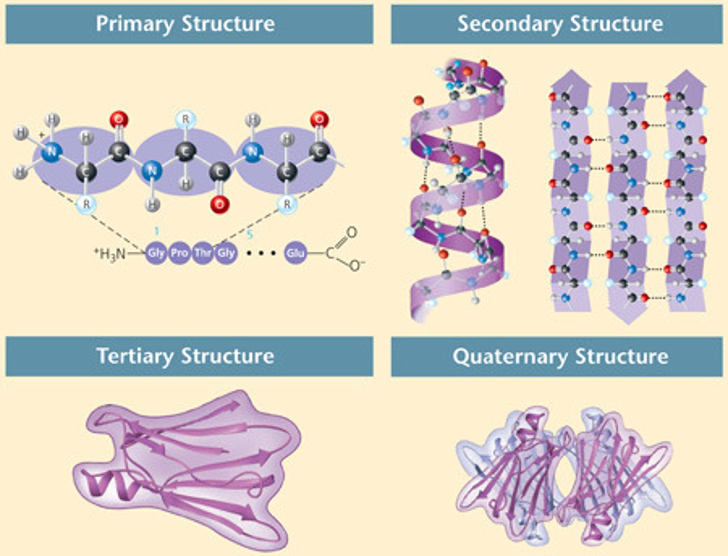 <p>Primary, secondary, tertiary, and quaternary</p>