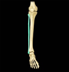 <p>The lateral and smaller bone of the lower leg</p>