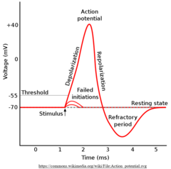 <p>minimum potential for an action potential</p><p>(typically -55 mV)</p>