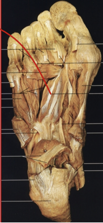 <p>What muscle, layer, action and innervation is this?</p>