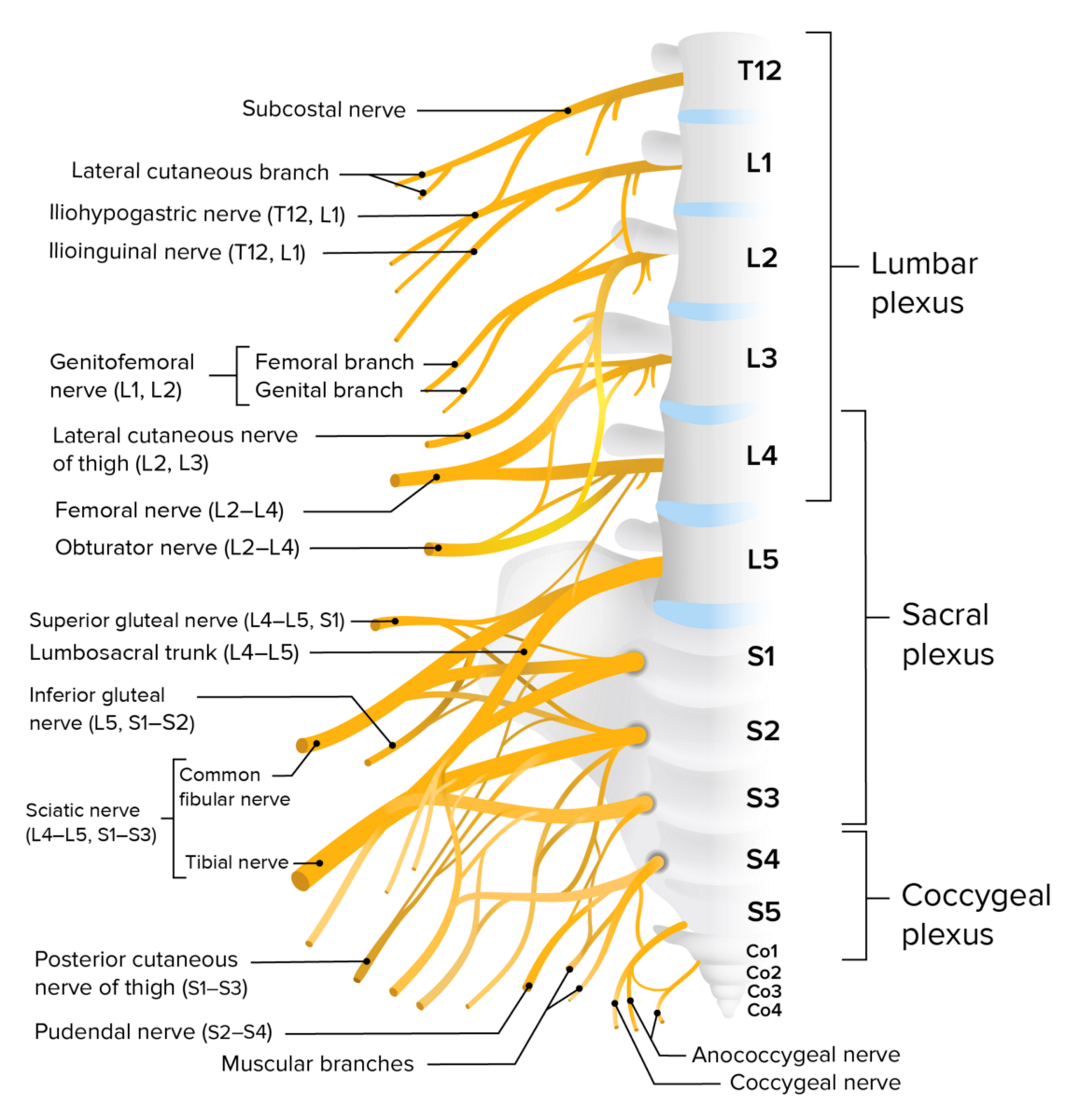 <ul><li><p>A plexus responsible for controlling abdomen, pelvis, and leg.</p></li><li><p>A peripheral nerve is femoral.</p></li></ul><p></p>