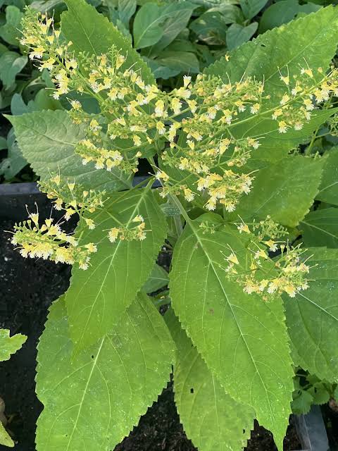 <p>Lamiaceae</p>