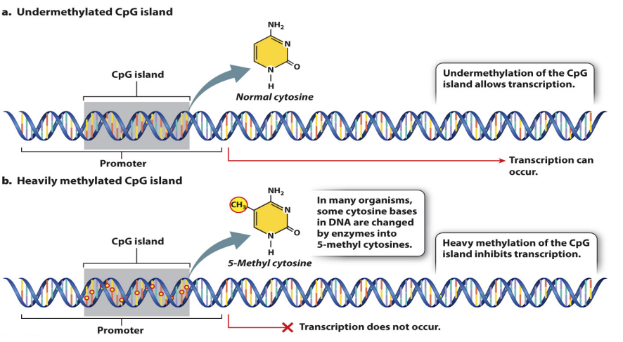 <p>Transcription of inappropriate genes blocked by methylation at “CpG islands” found <u>near transcription start sites</u></p>