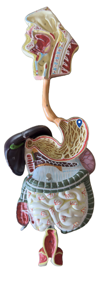 <p>Name this region of the stomach</p>