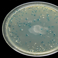 <p>used to detect genetically modified (GM) cells or organisms </p><p>marker gene is a sequence of DNA inserted into the vector</p><p>if cell takes up the vector, it will express the protein associated with the gene</p>