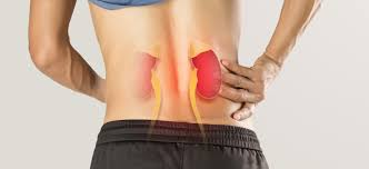 <p><span>kidney</span></p>