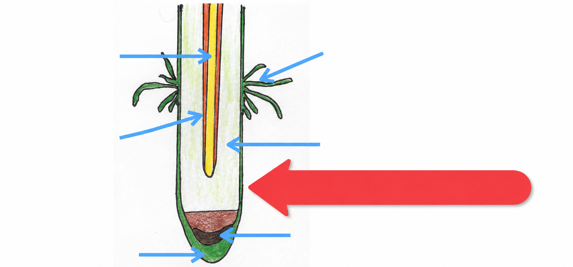 <p><span style="background-color: transparent;">The longitudinal diagram of root TISSUE</span></p>