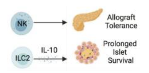 <ol><li><p>used to treat patients with type 1 diabetes </p></li></ol><p></p><p>Can be either a major surgery or just islets</p><p></p><ul><li><p><span style="background-color: transparent; font-family: "Open Sans", sans-serif;"><strong>Islet transplant</strong>: lower surgical risk, successful at eliminating severe hypoglycemia &amp; glucose changes but may require multiple donors to achieve insulin independence</span></p></li></ul><p><span style="background-color: transparent; font-family: "Open Sans", sans-serif;"><strong>Whole pancreas</strong>: higher surgical risk, but higher likelihood of insulin independence after single transplant</span></p><ul><li><p><span style="background-color: transparent; font-family: "Open Sans", sans-serif;"><strong>NK cells</strong> generally promote tolerance, likely by killing donor APCs</span></p></li><li><p><span style="background-color: transparent; font-family: "Open Sans", sans-serif;"><strong>ILC2s</strong> generally protective &amp; can induce myeloid cells to secrete retinoic acid, which activates insulin secretion</span></p></li><li><p><span style="background-color: transparent; font-family: "Open Sans", sans-serif;"><strong>γδ T cells</strong> may be protective</span></p></li></ul><p></p>