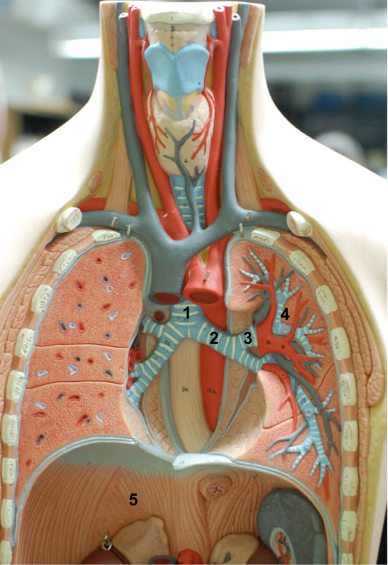 <ol><li><p>Trachea</p></li></ol><ol start="2"><li><p>Left main bronchus.</p></li><li><p>Left superior lobar bronchi</p></li><li><p>Left segmental bronchi</p></li><li><p>Diaphragm</p></li></ol><p></p>