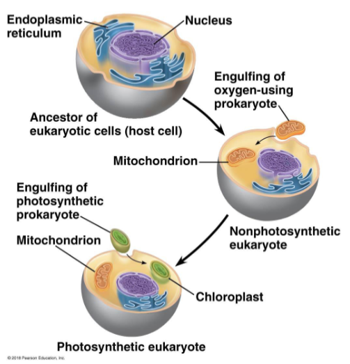 <ul><li><p>Early eukaryotic cells engulfed a small photosynthetic prokaryote </p></li><li><p>Provided the host with nutrients and energy, got protection and energy in return</p></li><li><p>Lead to eukaryotic cells that contain chloroplast</p></li></ul><p></p>